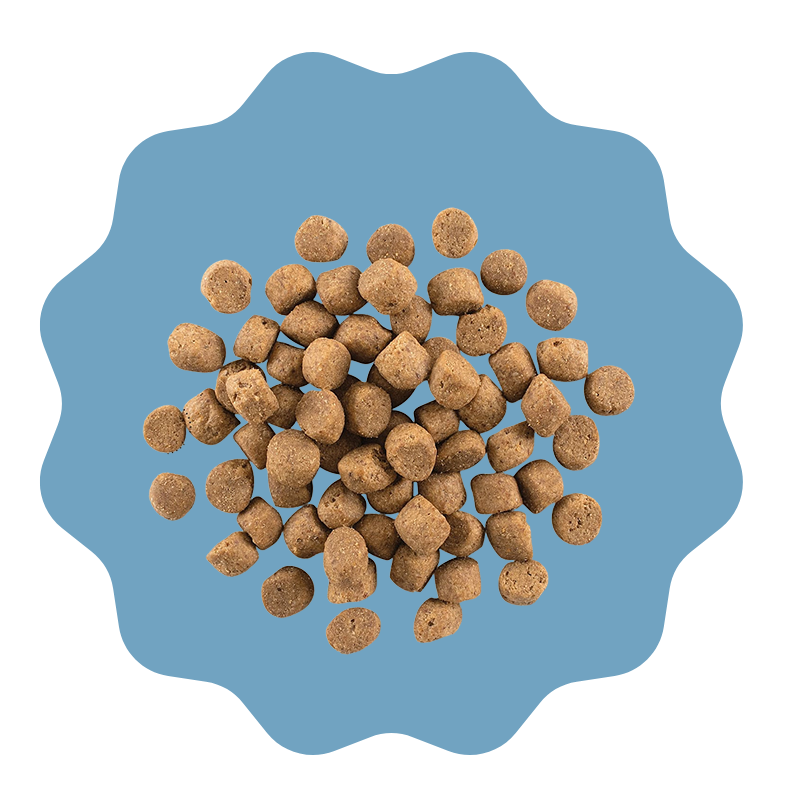Dog Food