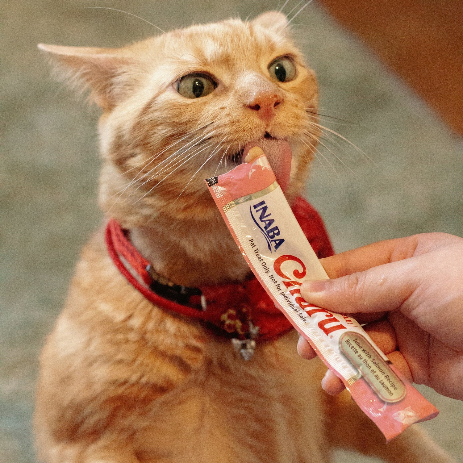 Cat Wet Food