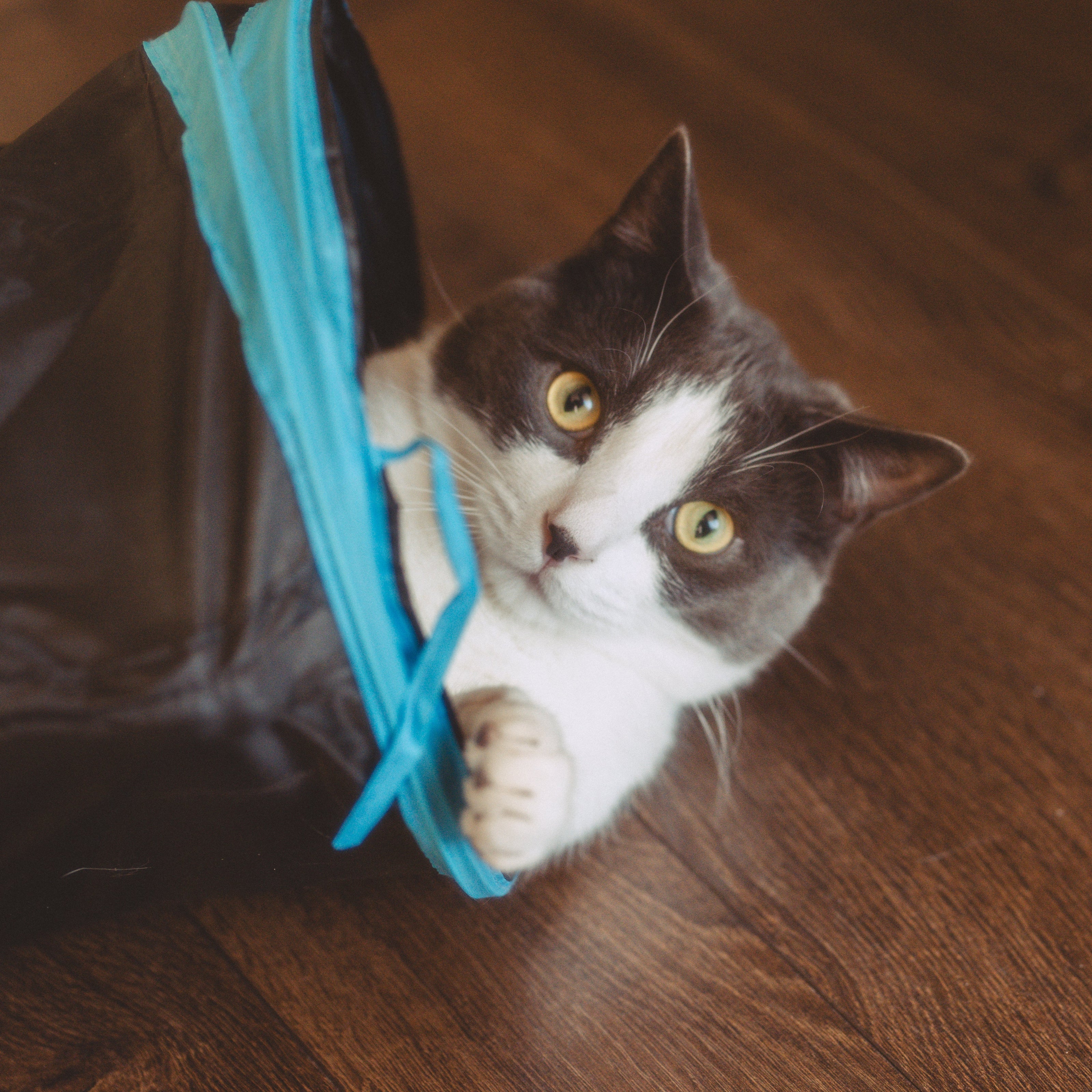 Cat playing with a blue toy on a wooden floor